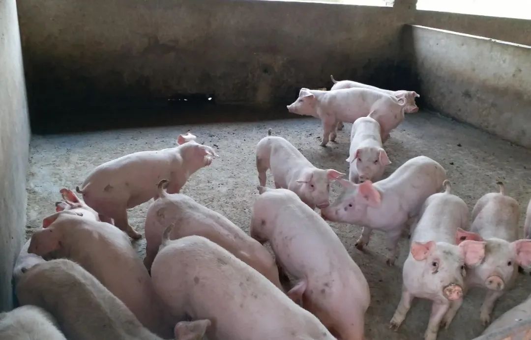 生猪价格近期上涨势头减弱 后续有望迎来阶段性上涨